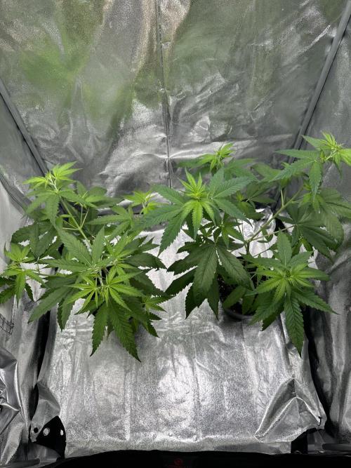 GG#4 Strain Test. Week 4