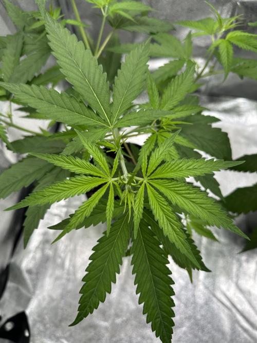 GG#4 Strain Test. Week 4
