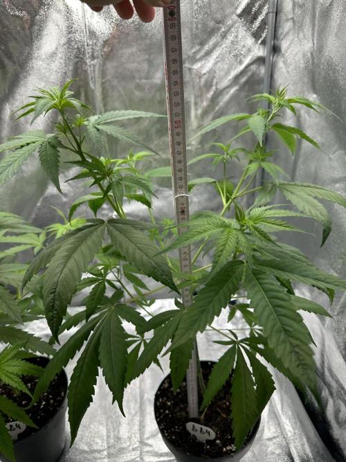 GG#4 Strain Test. Week 4 - 54cm at the highest point