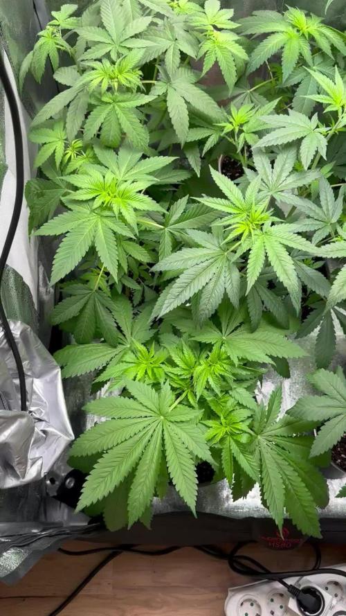 GG#4 Strain Test