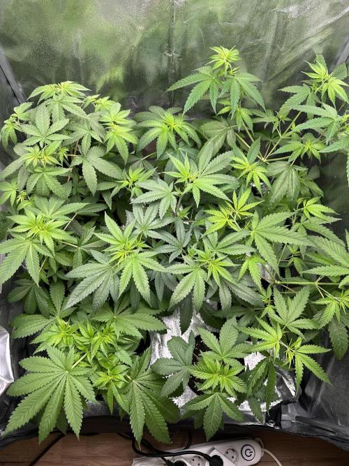 GG#4. Week 4