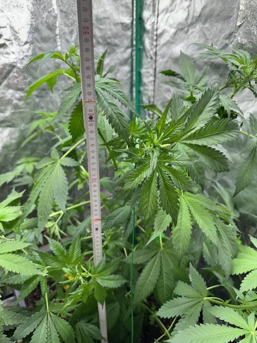 Future Frost #1. Week 7