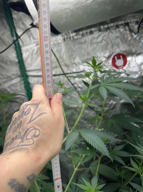 Critical Runtz Sensi Seeds. Week 7