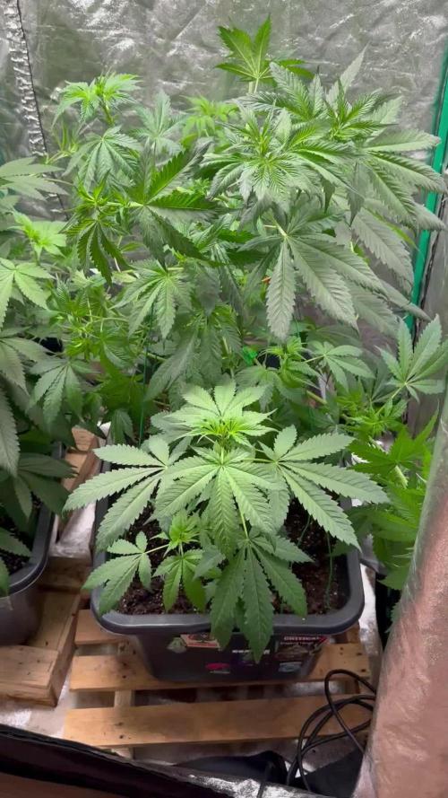 Critical Runtz Sensi Seeds