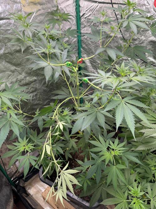 Critical Runtz Sensi Seeds. Week 7