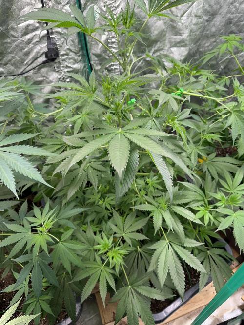 Devils Pastry. Week 7