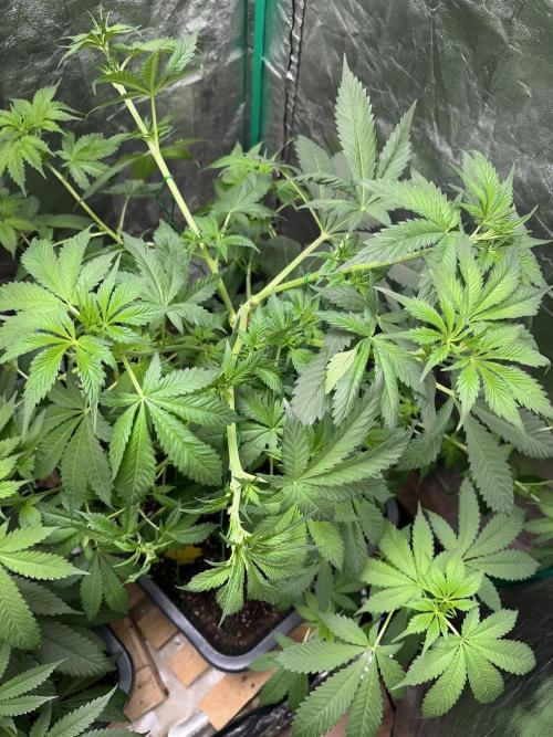 Future Frost #1. Week 7