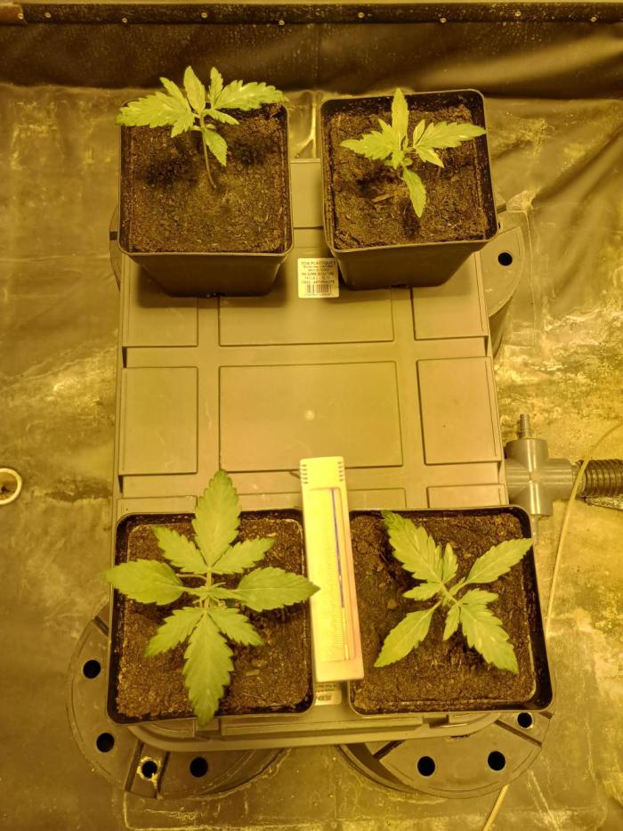 MImosa Sunrise XXL. Week 2