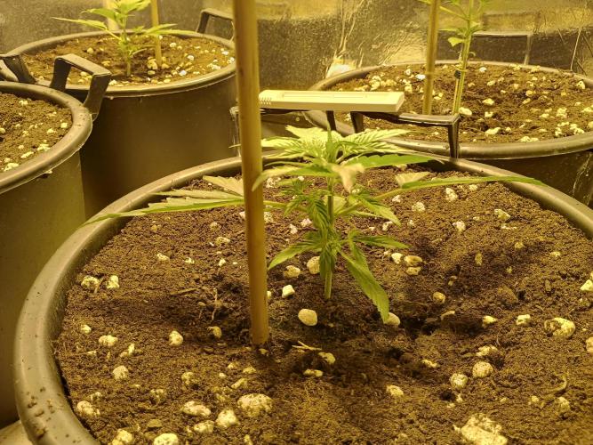 MImosa Sunrise XXL. Week 3 - a day later 
