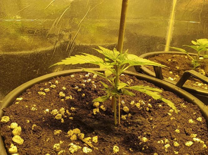 MImosa Sunrise XXL. Week 3 - a day later 