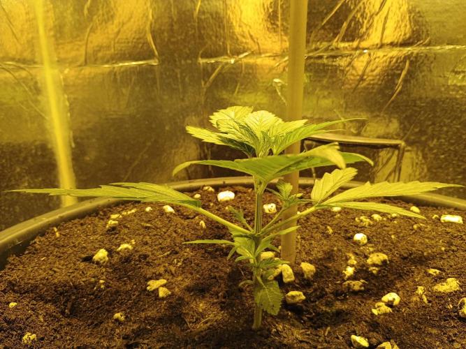 MImosa Sunrise XXL. Week 3 - a day later 