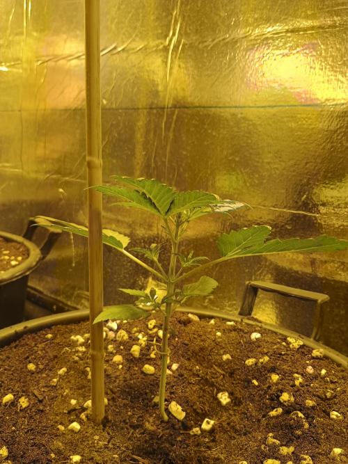  Mimosa Sunrise XXL. Week 3