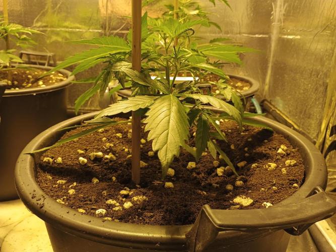 MImosa Sunrise XXL. Week 4 - but some have light overfeeding symptoms