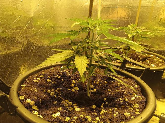 MImosa Sunrise XXL. Week 4