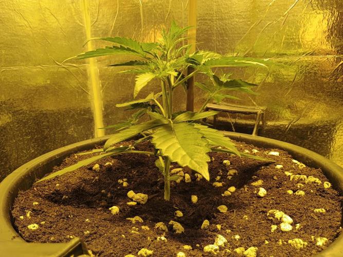 MImosa Sunrise XXL. Week 4