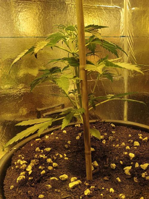 MImosa Sunrise XXL. Week 4