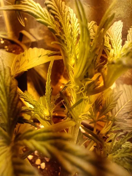  Mimosa Sunrise XXL. Week 4