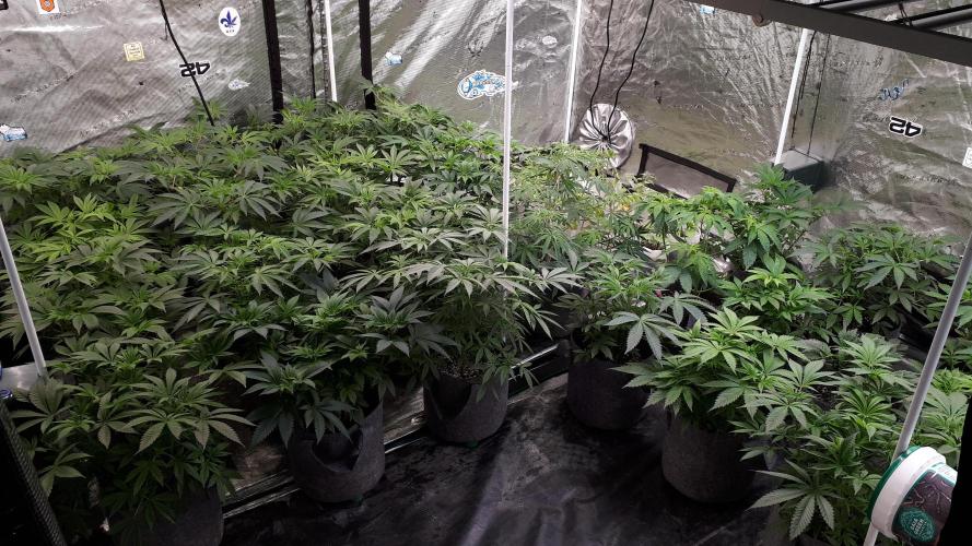 25 PLANT GROW- 8X8 GROW TENT. Week 7