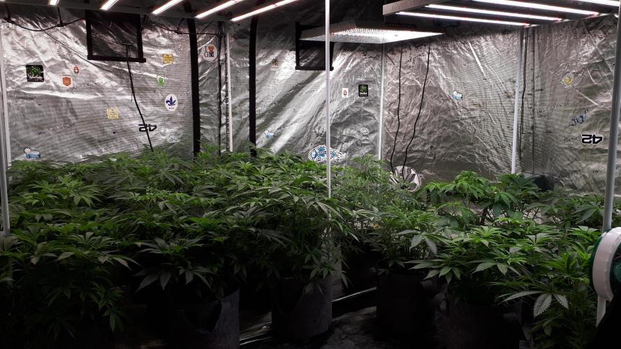 25 PLANT GROW- 8X8 GROW TENT. Week 7