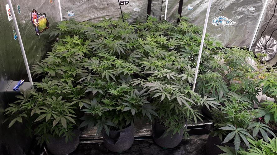 25 PLANT GROW- 8X8 GROW TENT. Week 7