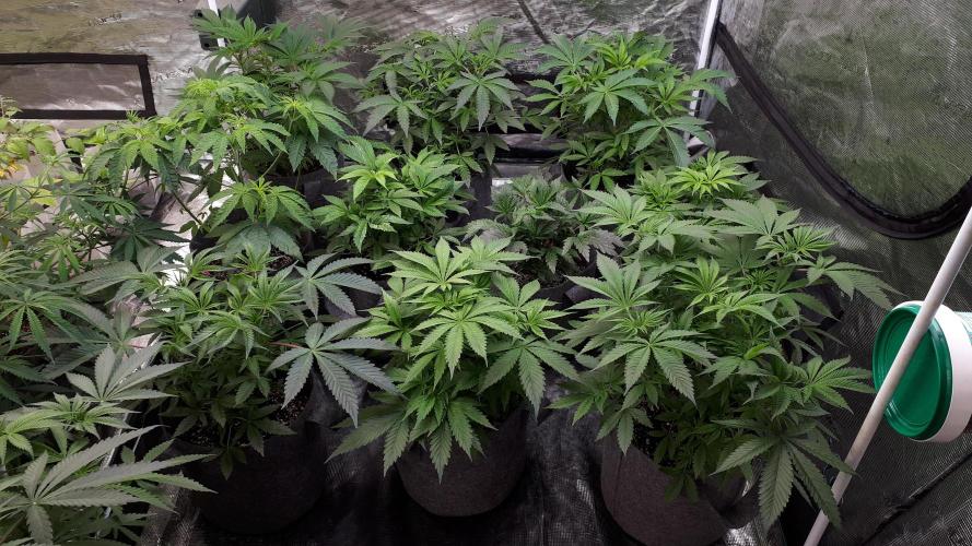 25 PLANT GROW- 8X8 GROW TENT. Week 7