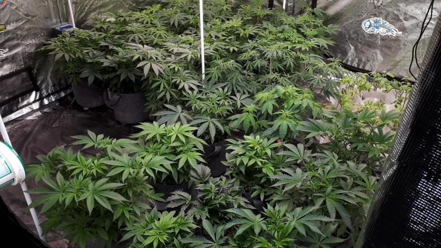 25 PLANT GROW- 8X8 GROW TENT. Week 7