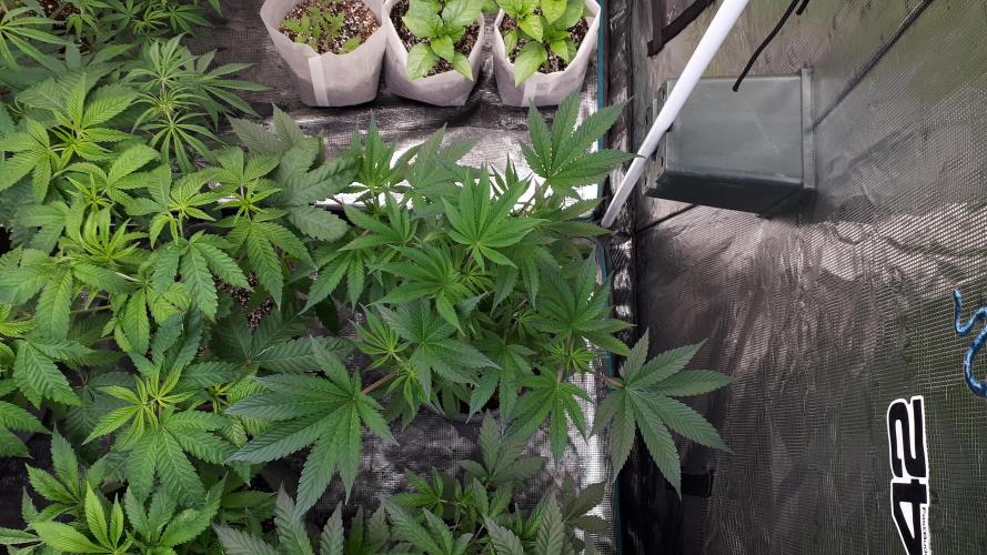 MSNL SEEDS = GRAPE GLACIER. Week 7