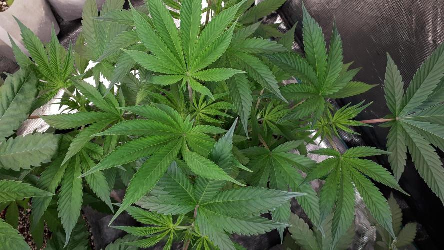MSNL SEEDS = GRAPE GLACIER. Week 7