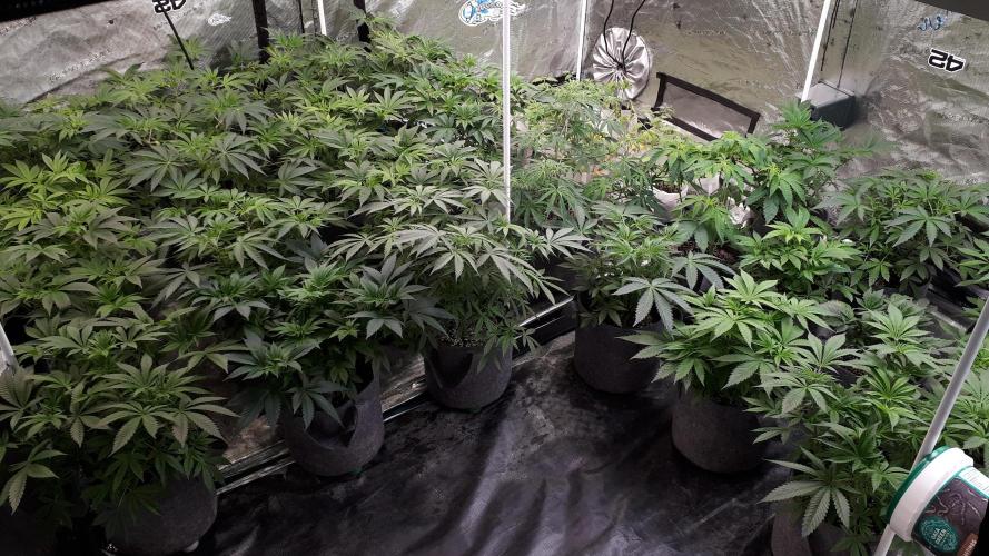MSNL SEEDS = MIMOSA. Week 7