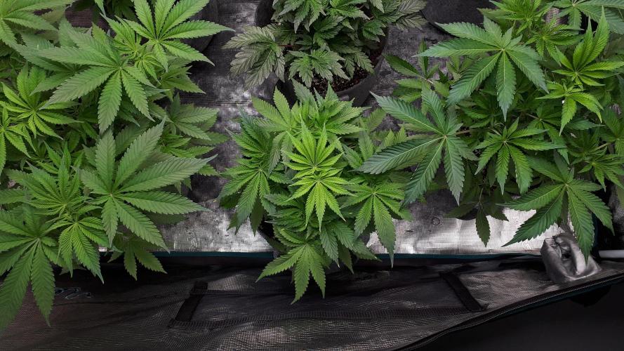 MSNL SEEDS = SKYWALKER OG. Week 7