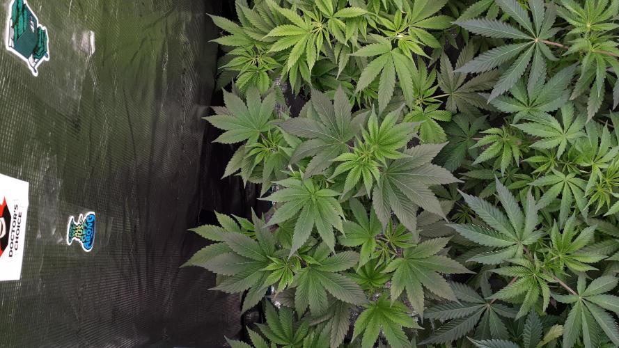 MSNL SEEDS = WHITE TRUFFLE. Week 7