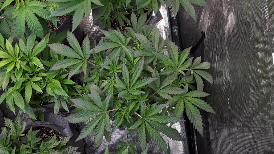 420 FASTBUDS = BISCOTTI GELATO. Week 7