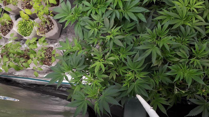 420 FASTBUDS = TROPICANA COOKIES FF. Week 7
