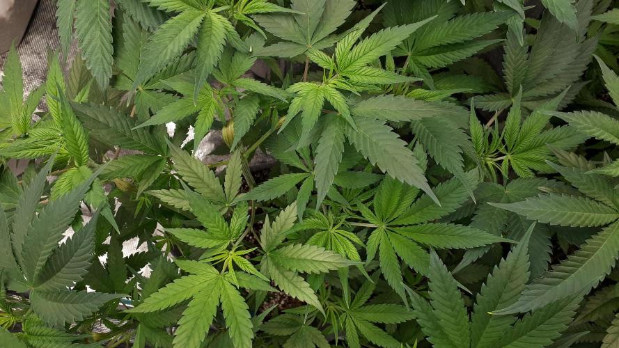 420 FASTBUDS = TROPICANA COOKIES FF. Week 7