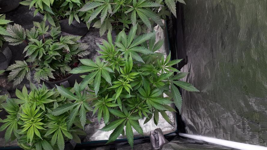 KANNABIA SEEDS = APPLE AND BANANAS. Week 7