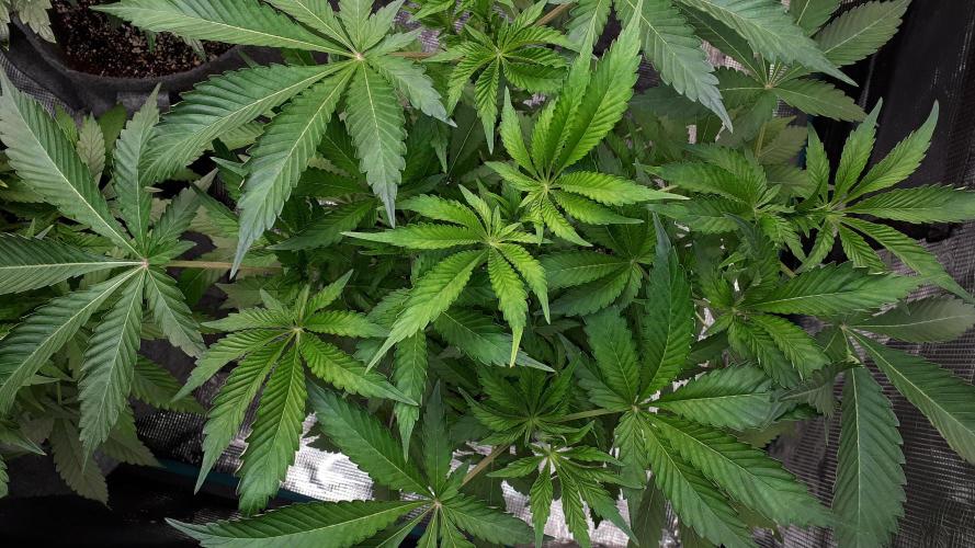 KANNABIA SEEDS = APPLE AND BANANAS. Week 7