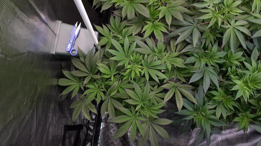 KANNABIA SEEDS = HELLFIRE OG. Week 7