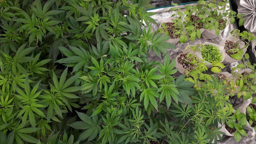 KANNABIA SEEDS = PINK GELATO. Week 7