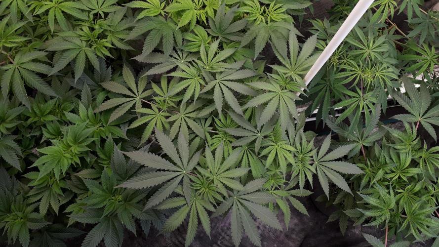 KANNABIA SEEDS = ZOAP ROSE. Week 7
