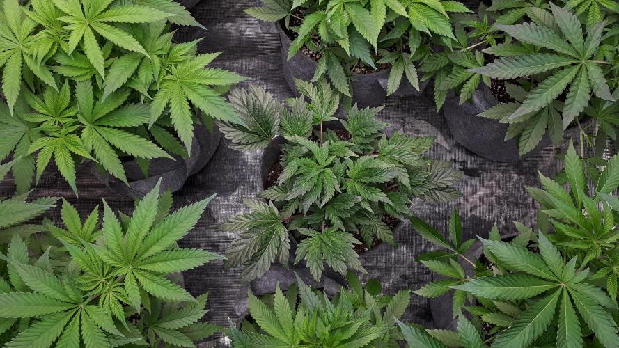 ILGM = TANGIE QUEEN. Week 7