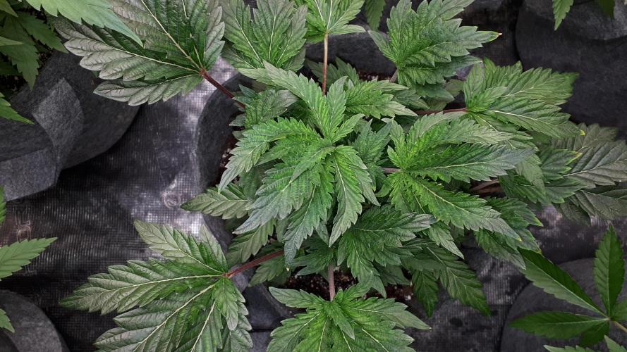 ILGM = TANGIE QUEEN. Week 7
