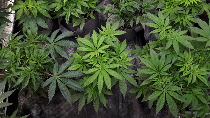 SUPERNATURAL SEEDS = APPLE MAC. Week 7