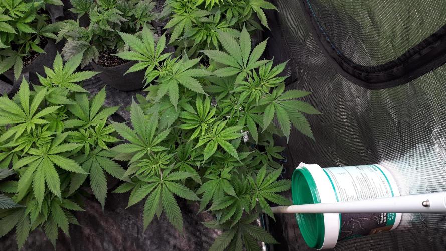 SUPERNATURAL SEEDS = GRAPE GASOLINE. Week 7