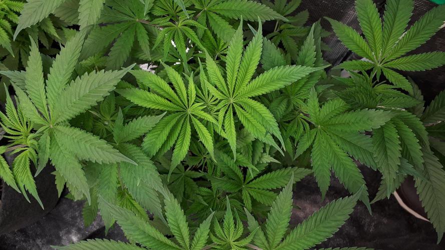 SUPERNATURAL SEEDS = GRAPE GASOLINE. Week 7