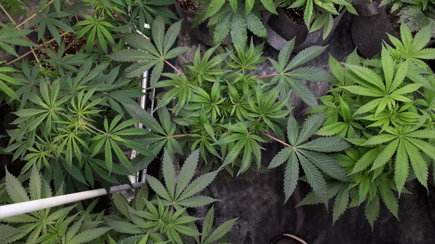 UKHTA SEEDS = CANDY HOUSE. Week 7