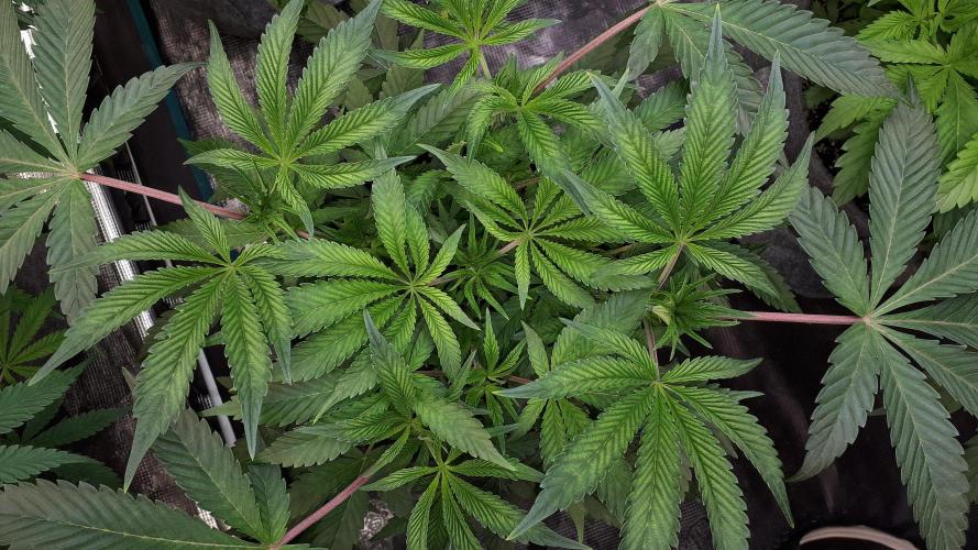 UKHTA SEEDS = CANDY HOUSE. Week 7