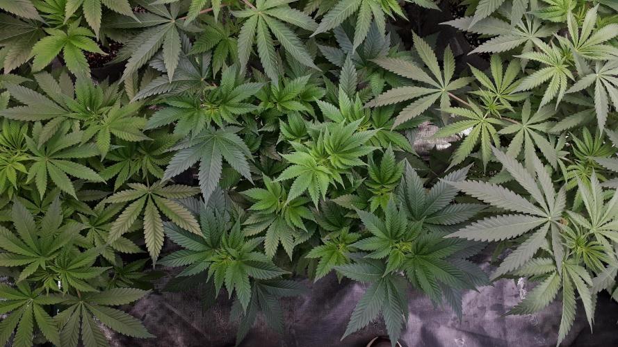 IZI SEEDS = GRANDPA ZOMBIE. Week 7