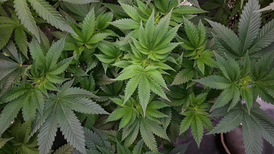 IZI SEEDS = GRANDPA ZOMBIE. Week 7