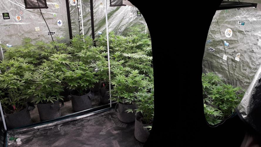 25 PLANT GROW- 8X8 GROW TENT. Week 8