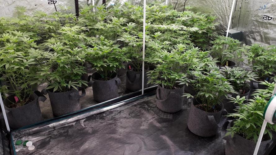25 PLANT GROW- 8X8 GROW TENT. Week 8